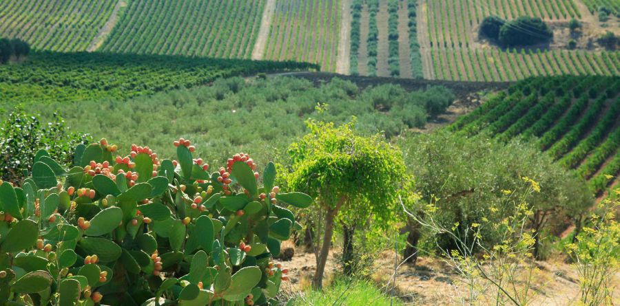Settesoli: potatura non invasiva per tutelare la biodiversità nei vigneti