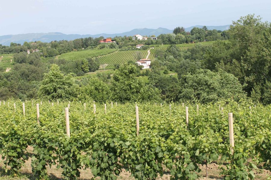 Vendemmia 2015, al Nord Est buone prospettive