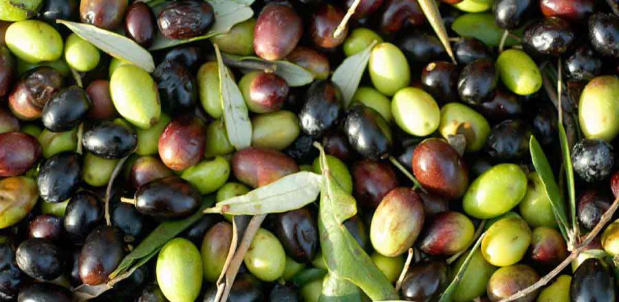 GirOlio d'Italia per festeggiare i venti anni delle Città dell'Olio