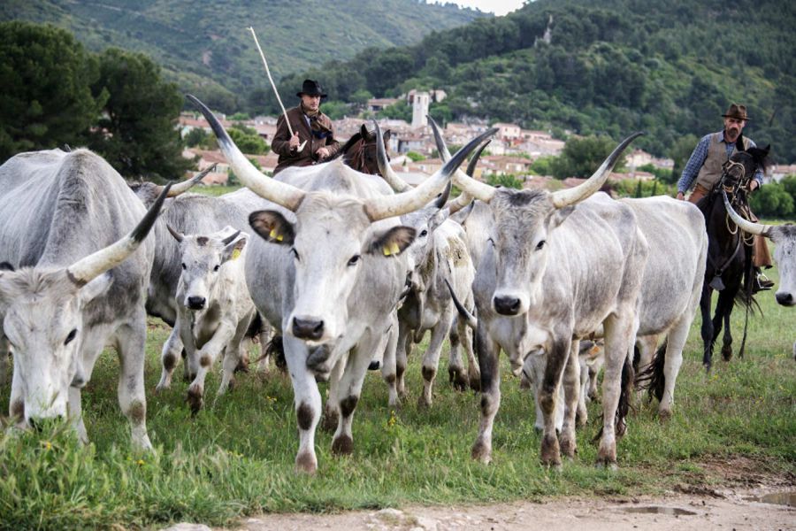 A Siena rivive l’antico rito della transumanza