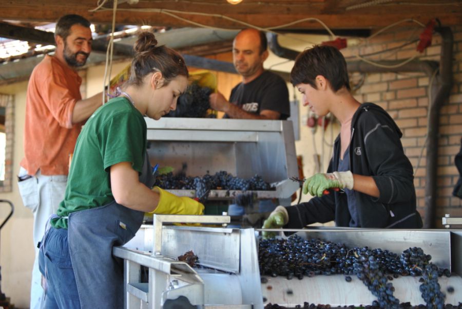 Nobile, vendemmia in