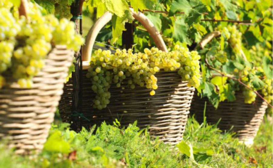 Vino, Italia verso la riconquista della leadership mondiale
