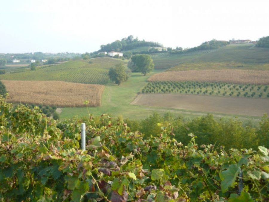 Adotta una vigna, tempo di vendemmia