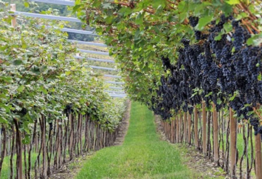 Refrontolo, ecco la II Rassegna dei Marzemini e Vini Passiti