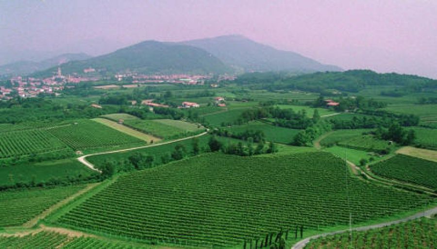 Franciacorta: regolamento per l'uso dei fitofarmaci nei vigneti