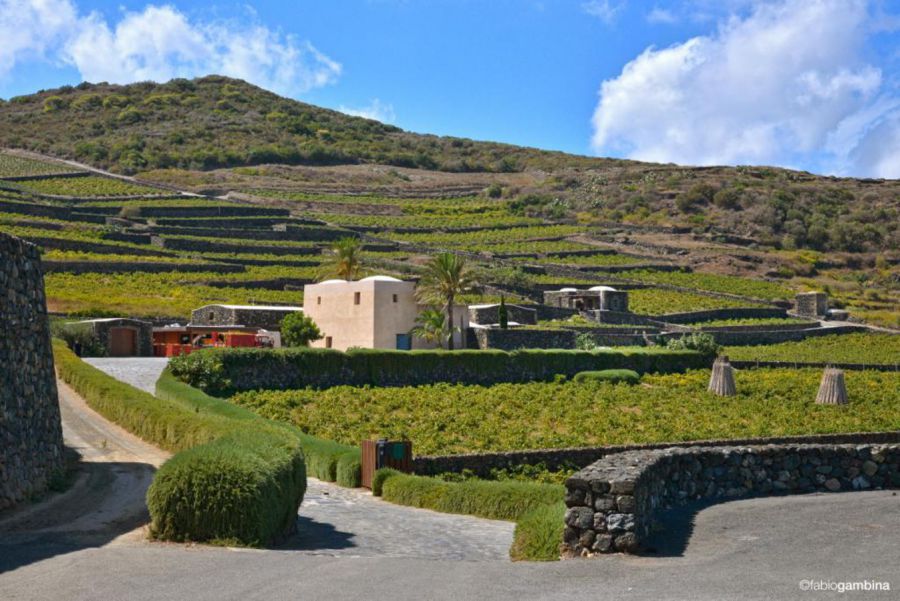 Passitaly: il valore del paesaggio di Pantelleria