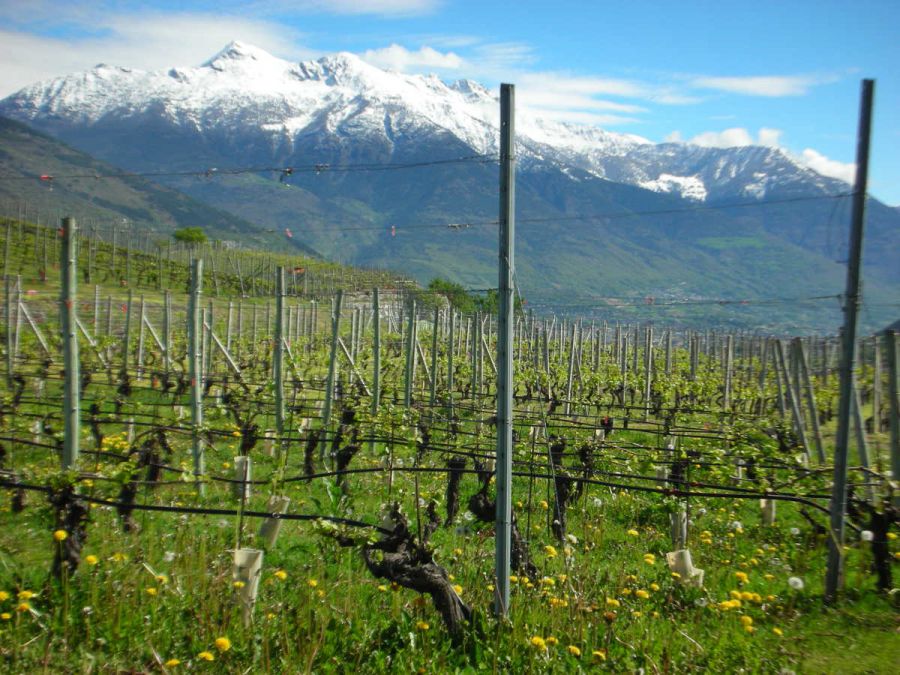 Vins Extrêmes. Il meglio dei vini d’alta quota