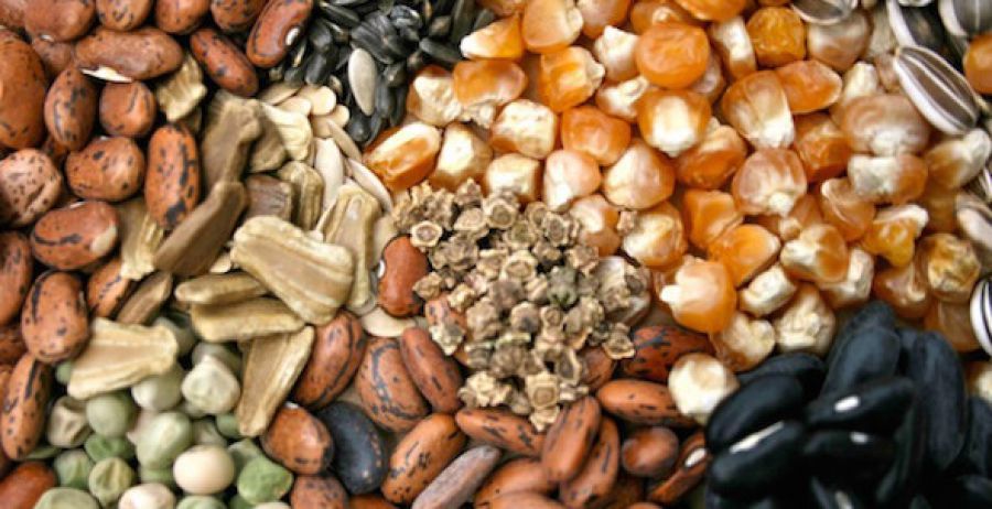 Approvata la Legge sulla Biodiversità