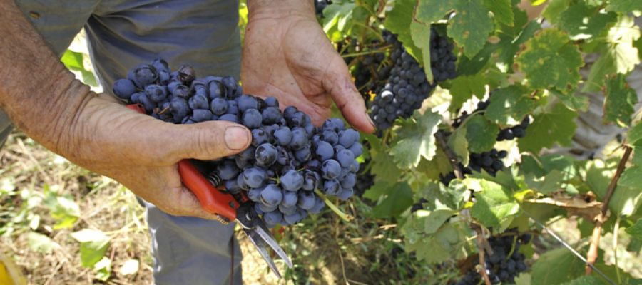 Mercato dei vini dei Vignaioli Indipendenti