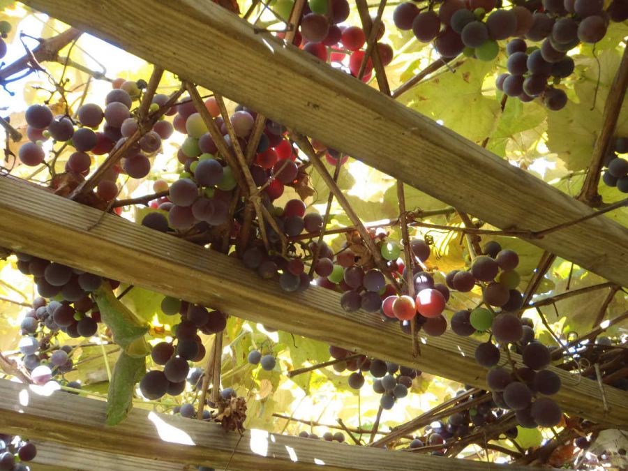 680 mln per il Vigneto Italia