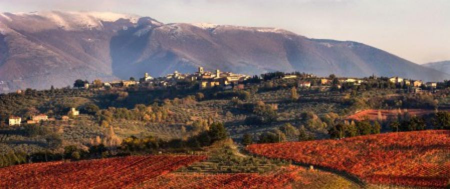 Anteprima Sagrantino 2012: al via quattro concorsi per diffondere la cultura del celebre vitigno umbro