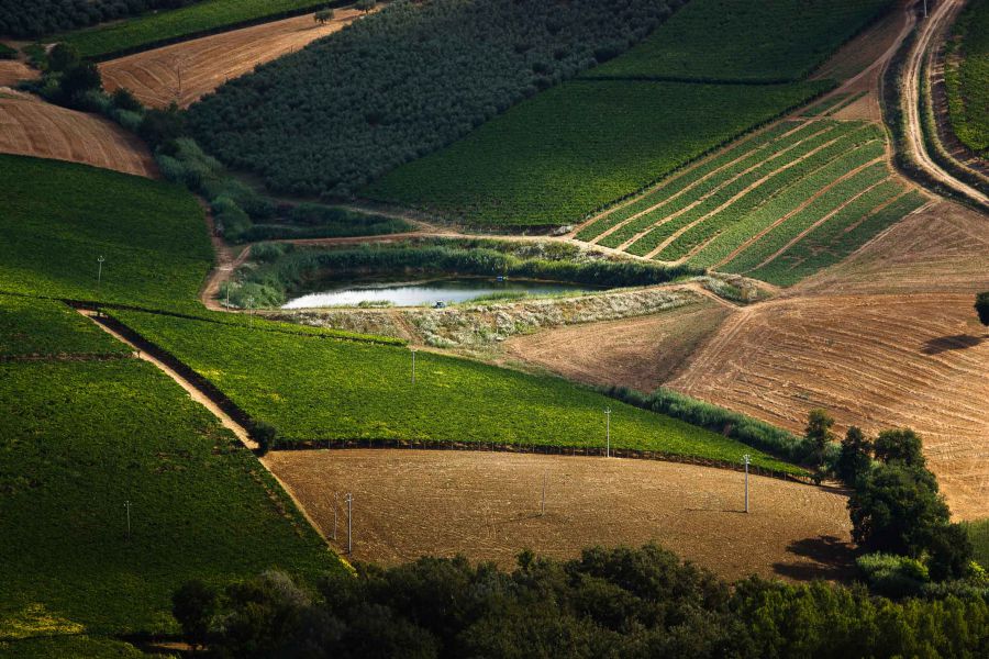 Ricerca, Mipaaf: finanziato piano sviluppo biotecnologie sulle principali colture italiane