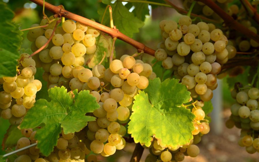 1966-2016: auguri alla Vernaccia di San Gimignano
