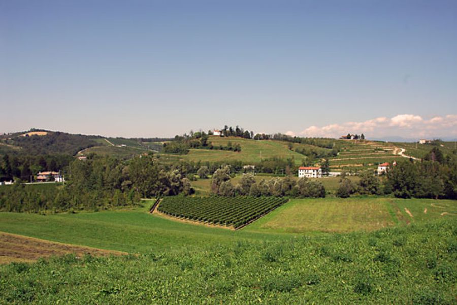 Vino, registrati 10 nuovi vitigni resistenti alle malattie