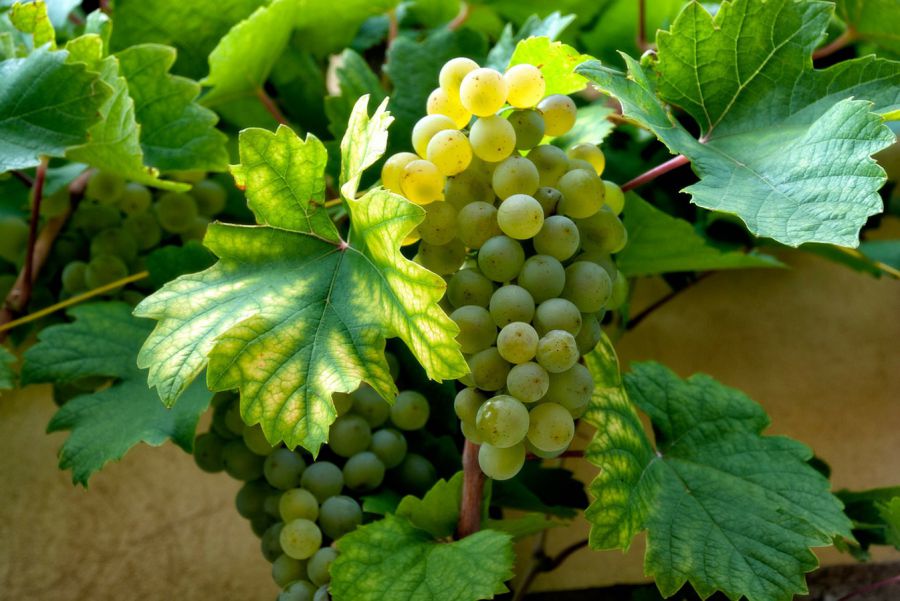 1966-2016: auguri al Frascati