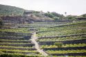 Pantelleria DOC Festival