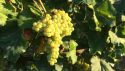 Frascati: la verità sulla vendemmia 2018