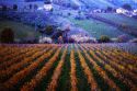 Sannio Falanghina 2019 presenta lo Statuto del Paesaggio Rurale