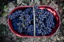Auguri alla Barbera d’Asti