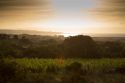 Carignano in purezza