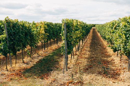 Sostegno del settore vitivinicolo e olivicolo 