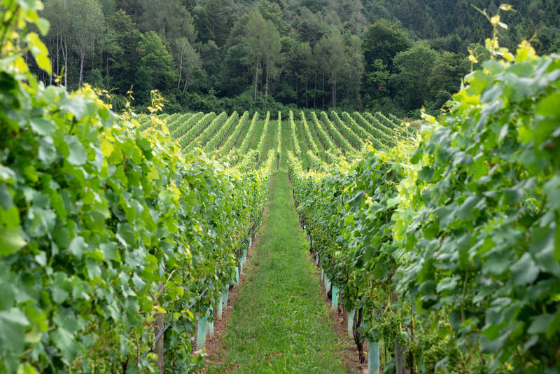 Viticoltura bio:+6% in Trentino
