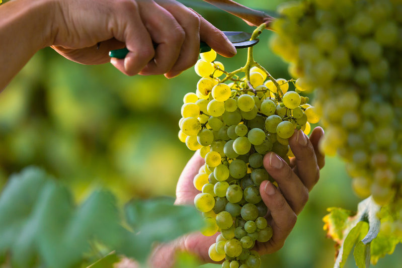 Due importanti misure per il settore vitivinicolo