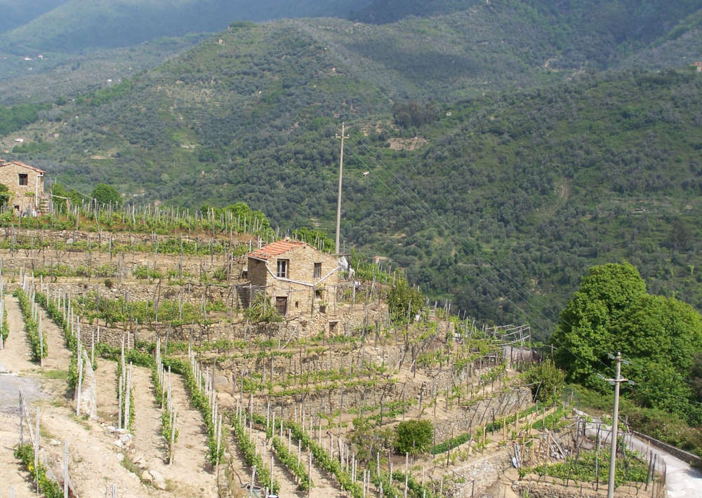 Dalla storia al bicchiere… vini della Riviera Ligure di Ponente