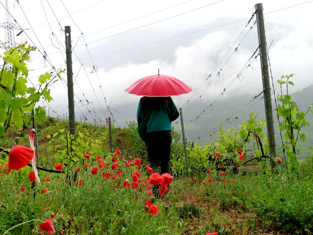 Quando la viticoltura eroica si sposa al rispetto dell’ambiente