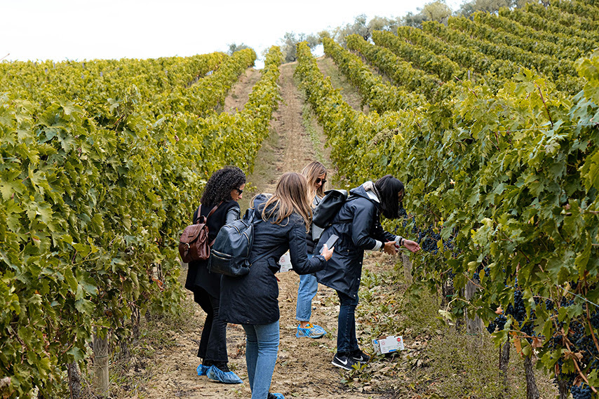  Cantine Aperte in Vendemmia: le vigne di tutta Italia si popolano di Wine Lover