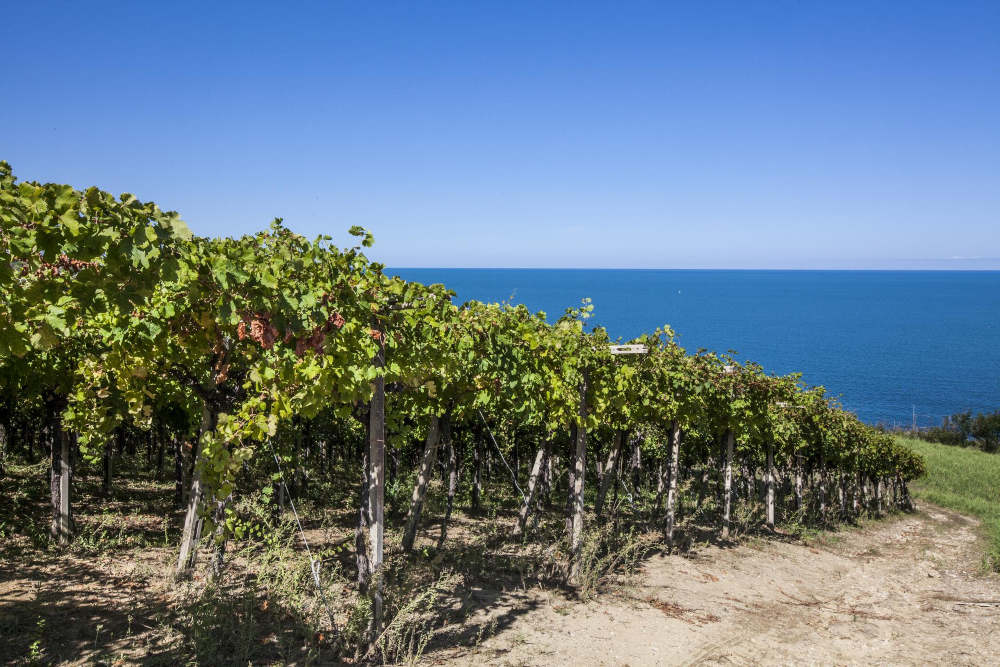 L'Abruzzo è la regione vinicola dell'anno per Wine Enthusiast