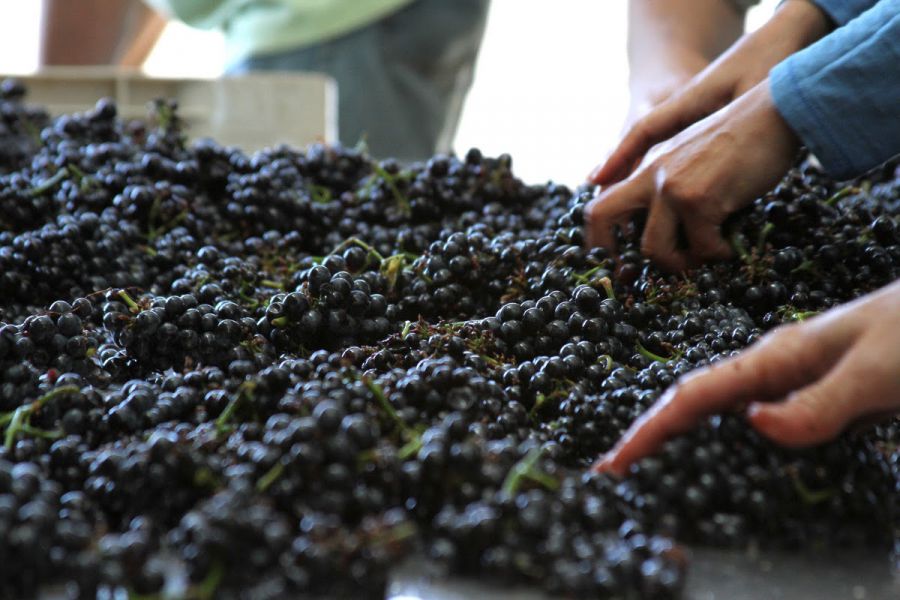 Enoregioni italiane: Bolgheri e Costa degli Etruschi