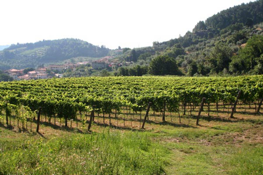 Enoregioni italiane: Colline Fiorentine e Carmignano