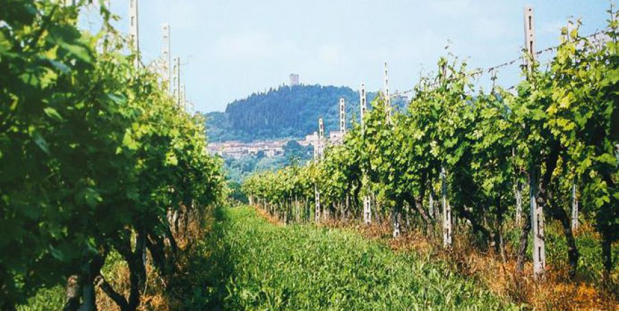 Diamo il benvenuto al Consorzio Vini Mantovani