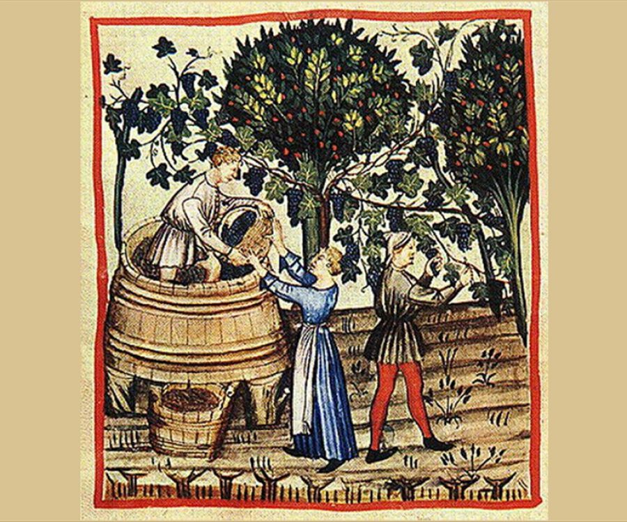 Il recupero delle vigne monastiche