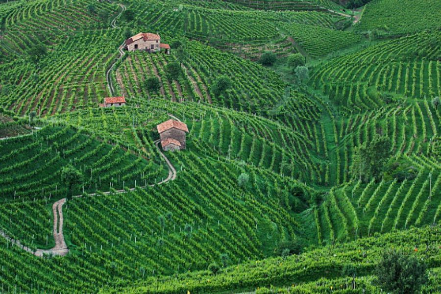 Unesco Colline del Prosecco: il futuro ad un anno dal riconoscimento