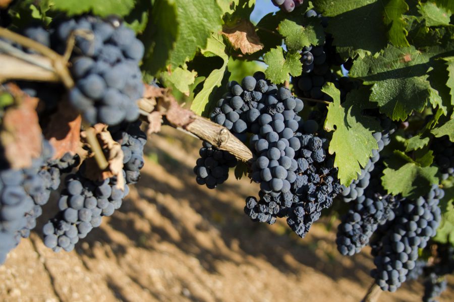 Primitivo di Manduria, stop alla crescita dei vigneti per 3 anni