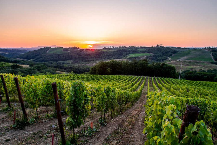 Giovane ingegnere toscano scommette sui vitigni autoctoni