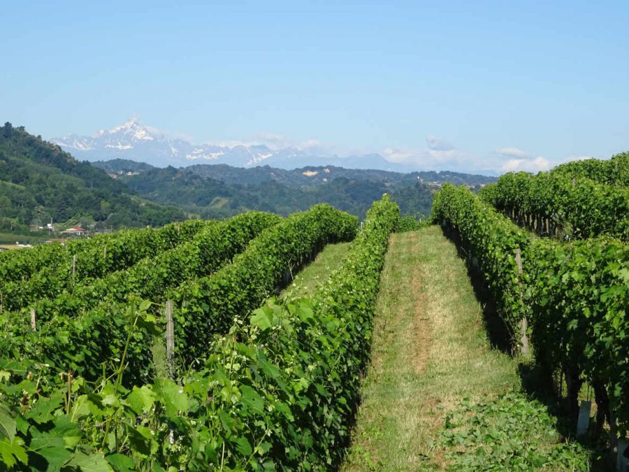 Passione per il vino dal 1467