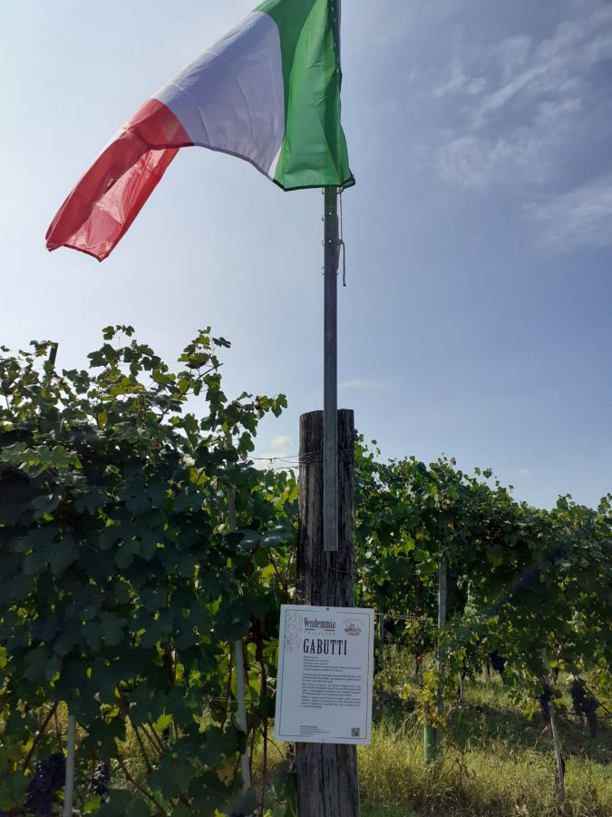 Vendemmia Tricolore a Serralunga d'Alba