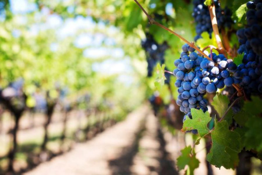 All'Italia premio OIV per miglior testo di diritto vitivinicolo