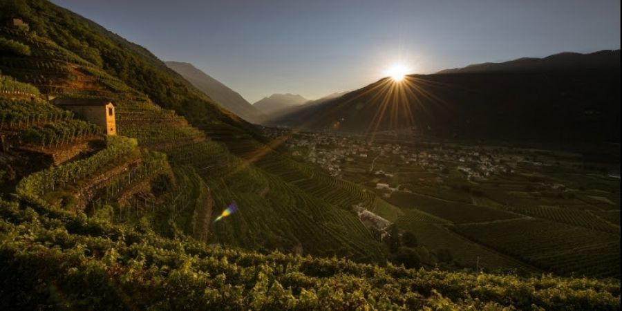 La bellezza è un atto agricolo