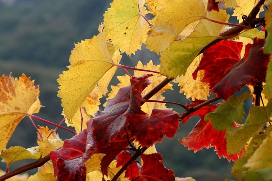 La Vigna Eccellente. Ed è subito Isera