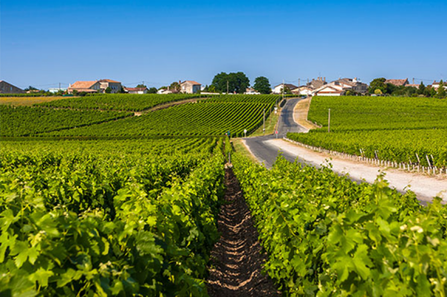 Al via OCM Promozione Vino
