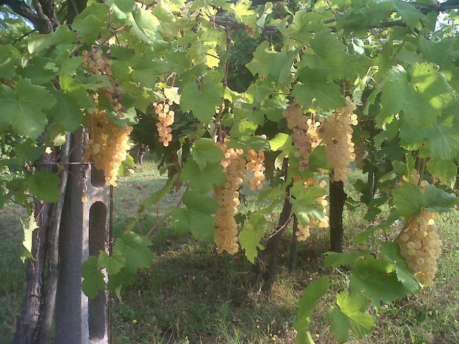 VIII edizione per l’Albana Dèi