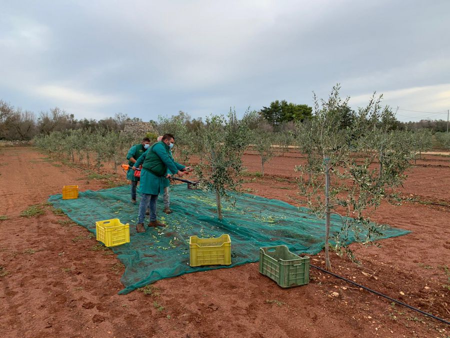 Crolla la produzione di olio extravergine d’oliva italiano ma la qualità resta eccellente