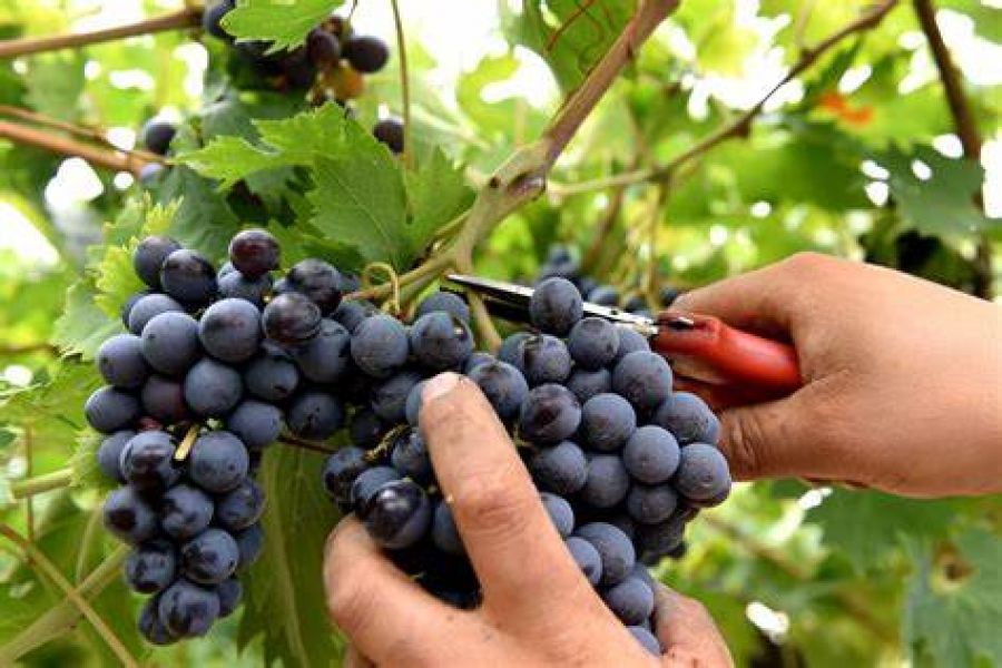 Vendemmia 2020. I dati definitivi