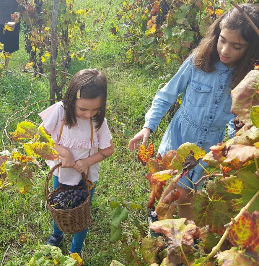 La prima vendemmia nella vigna dedicata a Paolo Benvenuti