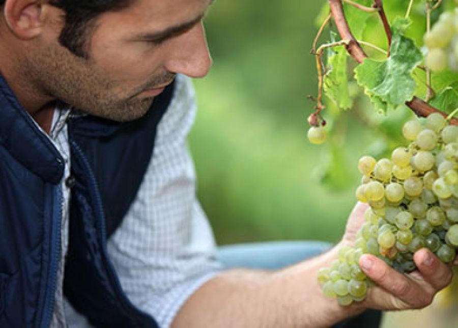 Innovazione e servizi per il vivaismo viticolo italiano