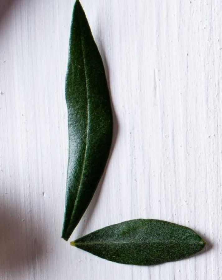LODO Concorso Mondiale Olio EVO
